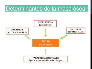 FACTORES AMBIENTALES
Ejercicio, exposición solar, drogas
INFLUENCIA
GENETICA
PICO DE
MASA OSEA
FACTORES
NUTRICIONALES
FACTORES
HORMONALES
Meunier PJ et al. Diagnosis and management of Osteoporosis
Clin Therapeutics 1999,21:1025-1044
 