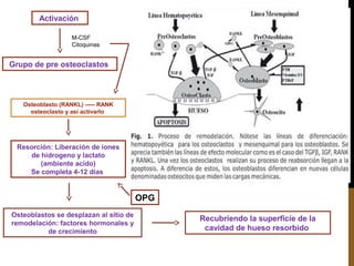 Activación
Grupo de pre osteoclastos
M-CSF
Citoquinas
Osteoblasto (RANKL) ----- RANK
osteoclasto y así activarlo
Resorción: Liberación de iones
de hidrogeno y lactato
(ambiente acido)
Se completa 4-12 días
OPG
Osteoblastos se desplazan al sitio de
remodelación: factores hormonales y
de crecimiento
Recubriendo la superficie de la
cavidad de hueso resorbido
 