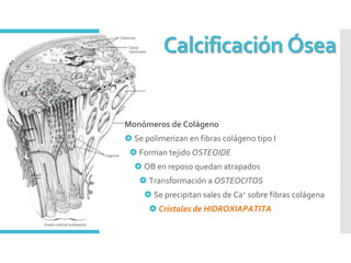Monómeros de Colágeno
 Se polimerizan en fibras colágeno tipo I
 Forman tejido OSTEOIDE
 OB en reposo quedan atrapados
 Transformación a OSTEOCITOS
 Se precipitan sales de Ca+ sobre fibras colágena
 Cristales de HIDROXIAPATITA
Calcificación Ósea
 