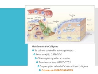 Monómeros de Colágeno
 Se polimerizan en fibras colágeno tipo I
 Forman tejido OSTEOIDE
 OB en reposo quedan atrapados
 Transformación a OSTEOCITOS
 Se precipitan sales de Ca+ sobre fibras colágena
 Cristales de HIDROXIAPATITA
 