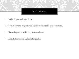 • Inicio: A partir de cartílago.
• Octava semana de gestación inicio de osificación endocondral.
• El cartílago es resorbido por osteoclastos.
• Inicia la formación del canal medular.
HISTOLOGÍA.
 