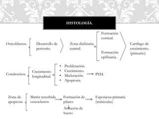 HISTOLOGÍA.
Osteoblastos. Desarrollo de
periostio.
Zona diafisiaria
central.
Formación
cortical.
Formación
epifisiaria.
Cartílago de
crecimiento.
(primario)
Condrocitos.
Crecimiento
longitudinal.
• Proliferación.
• Crecimiento.
• Maduración.
• Apoptosis.
PTH.
Zona de
apoptosis
Matriz resorbida
osteoclastos
Formación de
pilares
Armazón de
hueso
Esponjosa primaria
(trabéculas)
 