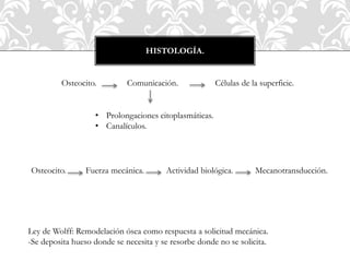 HISTOLOGÍA.
Osteocito. Comunicación. Células de la superficie.
• Prolongaciones citoplasmáticas.
• Canalículos.
Osteocito. Fuerza mecánica. Actividad biológica. Mecanotransducción.
Ley de Wolff: Remodelación ósea como respuesta a solicitud mecánica.
-Se deposita hueso donde se necesita y se resorbe donde no se solicita.
 