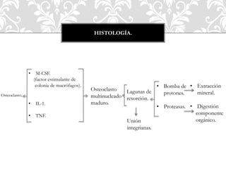 HISTOLOGÍA.
Osteoclasto.
• M-CSF.
(factor estimulante de
colonia de macrófagos).
• IL-1.
• TNF.
Osteoclasto
multinucleado
maduro.
Unión
integrianas.
Lagunas de
resorción.
• Bomba de
protones.
• Proteasas.
• Extracción
mineral.
• Digestión
componente
orgánico.
 
