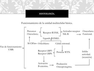 Funcionamiento de la unidad multicelular básica.
HISTOLOGÍA.
Vías de funcionamiento
UMB.
Osteoclasto
Funcional.
Receptor RANK.
Ligando RANKL.
Activador receptor
NK-B.
Precursor
Osteoclasto.
Osteoblasto Célula estromal.M-CSF.
Proteína WTN
Receptor LRP5
Receptor LRP6
Activación
B-catenina.
Producción
Osteoprotegrina.
Inhibe
actividad.
(resorción)
 