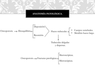 ANATOMÍA PATOLÓGICA.
Osteoporosis. Desequilibrio
Deposición.
Resorción.
Hueso trabecular.
Trabeculas delgadas
y dispersas.
• Cuerpos vertebrales.
• Metáfisis hueso largo.
Fracturas patológicas.Osteoporosis
Macroscópicas.
Microscópicas.
 