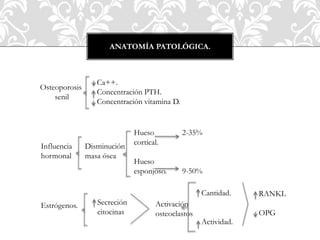 ANATOMÍA PATOLÓGICA.
Osteoporosis
senil
Ca++.
Concentración PTH.
Concentración vitamina D.
Influencia
hormonal
Disminución
masa ósea
Hueso
cortical.
Hueso
esponjoso.
2-35%
9-50%
Estrógenos. Secreción
citocinas
Activación
osteoclastos
Cantidad.
Actividad.
RANKL
OPG
 