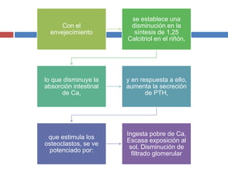 Con el
envejecimiento
se establece una
disminución en la
síntesis de 1,25
Calcitriol en el riñón,
lo que disminuye la
absorción intestinal
de Ca,
y en respuesta a ello,
aumenta la secreción
de PTH,
que estimula los
osteoclastos, se ve
potenciado por:
Ingesta pobre de Ca,
Escasa exposición al
sol, Disminución de
filtrado glomerular
 