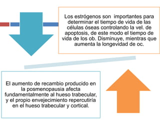 Los estrógenos son importantes para
determinar el tiempo de vida de las
células óseas controlando la vel. de
apoptosis, de este modo el tiempo de
vida de los ob. Disminuye, mientras que
aumenta la longevidad de oc.
El aumento de recambio producido en
la posmenopausia afecta
fundamentalmente al hueso trabecular,
y el propio envejecimiento repercutiría
en el hueso trabecular y cortical.
 