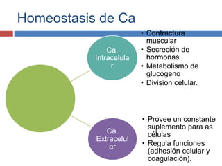 Homeostasis de Ca
Ca.
Intracelula
r
• Contractura
muscular
• Secreción de
hormonas
• Metabolismo de
glucógeno
• División celular.
Ca.
Extracelul
ar
• Provee un constante
suplemento para as
células
• Regula funciones
(adhesión celular y
coagulación).
 