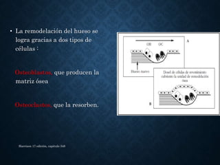 • La remodelación del hueso se
logra gracias a dos tipos de
células :
Osteoblastos, que producen la
matriz ósea
Osteoclastos, que la resorben.
Harrison 17 edición, capitulo 348
 