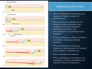 REMODELACION OSEA.
• a)Las cel tapizadoras se contraen para
exponer el colágeno y atraer los
preosteoclastos.
• B) los osteoclastos se funden en cel
multinucleadas q reabsorben una
cavidad. Las cel, mononucleares
continúan la resorción y los
preosteoblastos son estimulados para
proliferar.
• C) los osteoblastos se alinean al final de
la cavidad y comienzan a formar
osteoide.
• D) Los osteoblastos continúan la
formación y mineralización.. El osteoide
previo empieza a mineralizarse.
• E) Los osteoblastos se aplanan.
• F) los osteoblastos se convierten en cel
tapizadoras, el hueso remodelado en la
superficie inicial es completado.
Harrison 17 edición, capitulo 348
.
 