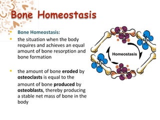  Bone Homeostasis:
 the situation when the body
requires and achieves an equal
amount of bone resorption and
bone formation
 the amount of bone eroded by
osteoclasts is equal to the
amount of bone produced by
osteoblasts, thereby producing
a stable net mass of bone in the
body
Homeostasis
 