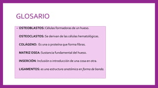 GLOSARIO
• OSTEOBLASTOS: Células formadoras de un hueso.
OSTEOCLASTOS: Se derivan de las células hematológicas.
COLÁGENO: Es una o proteína que forma fibras.
MATRIZ OSEA: Sustancia fundamental del hueso.
INSERCIÓN: Inclusión o introducción de una cosa en otra.
LIGAMENTOS: es una estructura anatómica en forma de banda.
 