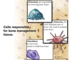 Cells responsible
for bone management
tissue.
 