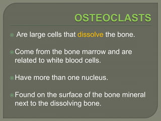 Osteoporosis | PPTX