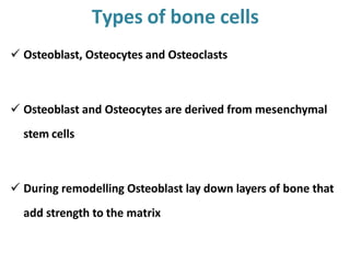  Osteoblast, Osteocytes and Osteoclasts
 Osteoblast and Osteocytes are derived from mesenchymal
stem cells
 During remodelling Osteoblast lay down layers of bone that
add strength to the matrix
Types of bone cells
 