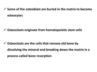 Some of the osteoblast are buried in the matrix to become
osteocytes
 Osteoclasts originate from hematopoietic stem cells
 Osteoclasts are the cells that remove old bone by
dissolving the mineral and breaking down the matrix in a
process called bone resorption
 