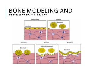 Osteoporosis a brief summary of bone metabolism | PPTX