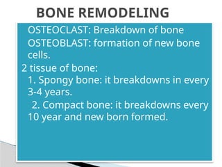 • OSTEOCLAST: Breakdown of bone
 OSTEOBLAST: formation of new bone
cells.
2 tissue of bone:
1. Spongy bone: it breakdowns in every
3-4 years.
2. Compact bone: it breakdowns every
10 year and new born formed.
BONE REMODELING
 