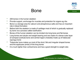 Quality Education for a Healthier Scotland
Pharmacy
Bone
• 206 bones in the human skeleton
• Provide support, anchorage for muscles and protection for organs eg ribs
• Bone is a storage area for calcium and phosphorous salts and has an important
role in blood formation
• Before birth the skeleton is made of cartilage most of which is gradually replaced
by bone via a process called ossification.
• Bones of the human skeleton can be divided into long bone and flat bones
• Long bones are tubular and weight bearing and are made of a dense outer layer
of compact (cortical) bone and central region (medulla) made up of trabecular
(spongy) bone
• Trabecular bone makes up most of the short, flat and irregular shaped bones
and the epiphyses (ends) of the long bones
• It is much lighter than cortical bone and has a good strength to weight ratio
 
