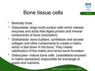 Quality Education for a Healthier Scotland
Pharmacy
Bone tissue cells
• Basically three
• Osteoclasts- large multi-nuclear cells which release
enzymes and acids that digest protein and mineral
components of bone (resorption)
• Osteoblasts- bone builders, synthesize and secrete
collagen and other components to create a matrix
which is laid down in the bone. They initiate
calcification of the matrix and hence bone formation
• Osteocytes- mature bone cells (osteoblasts encased
in matrix secretions) responsible for exchange of
waste and nutrients.
 