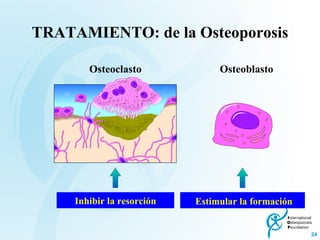 TRATAMIENTO: de la Osteoporosis Osteoclasto Inhibir la resorción Osteoblasto Estimular la formación 
