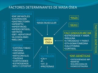 FACTORES DETERMINANTES DE MASA ÓSEA MASA ÓSEA FACTORES AMBIENTALES FACTORES GENÉTICOS RAZA DROGAS CAFEÍNA-TABAC TIROXINA HEPARINA ANTICONVULS. TIAZIDAS CORTICOIDES ESTRÓGENOS MTX Y CITOSTÁT ENTRENAMIENTO MASA MUSCULAR ENFERMEDADES ENF.INFANTILES CASTRACIÓN GASTRECTOMÍA HIPERPTH HIPERTIROID. HIPERCORTISOL. ARTRITIS DBT- HEPATOPAT ALCOHOLISMO MIELOMA NUTRICIÓN CA++ P- VIT. D PROTEÍNAS FACT.ENDOCR.METAB ESTRÓGENOS Y ANDR. INSULINA H.TIROIDEAS Y PARAT. STH-SOMATOMEDINA CALCITONINA CORTISOL SEXO ENF.GENÉTICAS OSTEOGÉNESIS IMP MARFAN EHLERS-DANLOS HOMOCISTINURIA 