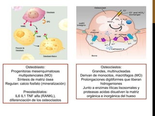 Osteoblasto:
Progenitoras mesenquimatosas
multipotenciales (MO)
Síntesis de matriz ósea
Regulan: calcio fosfato (mineralización)
Preosteoblatos:
IL6 IL1 TNF alfa (RANKL),
diferenciación de los osteoclastos
Osteoclastos:
Grandes, multinucleadas
Derivan de monocitos, macrófagos (MO)
Prolongaciones digitiformes que liberan
hidrogeniones
Junto a enzimas líticas lisosomales y
proteasas acidas disuelven la matriz
orgánica e inorgánica del hueso
 