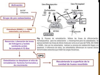 Activación
Grupo de pre osteoclastos
M-CSF
Citoquinas
Osteoblasto (RANKL) ----- RANK
osteoclasto y así activarlo
Resorción: Liberación de iones
de hidrogeno y lactato
(ambiente acido)
Se completa 4-12 días
OPG
Osteoblastos se desplazan al sitio de
remodelación: factores hormonales y
de crecimiento
Recubriendo la superficie de la
cavidad de hueso resorbido
 