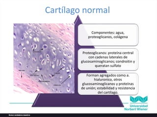 Cartílago normal
Componentes: agua,
proteoglicanos, colágena
Proteoglicanos: proteína central
con cadenas laterales de
glucosaminoglicanos; condroitin y
queratan sulfato
Forman agregados como a.
hialuronico, otros
glucosaminoglicanos y proteínas
de unión; estabilidad y resistencia
del cartílago.
 