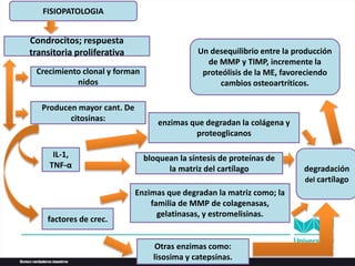 Condrocitos; respuesta
transitoria proliferativa
Crecimiento clonal y forman
nidos
Producen mayor cant. De
citosinas:
IL-1,
TNF-α
factores de crec.
Enzimas que degradan la matriz como; la
familia de MMP de colagenasas,
gelatinasas, y estromelisinas.
Otras enzimas como:
lisosima y catepsinas.
enzimas que degradan la colágena y
proteoglicanos
bloquean la síntesis de proteínas de
la matriz del cartílago degradación
del cartílago
Un desequilibrio entre la producción
de MMP y TIMP, incremente la
proteólisis de la ME, favoreciendo
cambios osteoartríticos.
FISIOPATOLOGIA
 