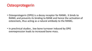 Osteoprotegerin
• Osteoprotegerin (OPG) is a decoy receptor for RANKL. It binds to
RANKL and prevents its binding to RANK and hence the activation of
osteoclasts, thus acting as a natural antibody to the RANKL.
• In preclinical studies , low bone turnover induced by OPG
overexpression leads to increased bone mass.
 