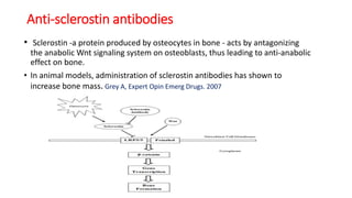 Anti-sclerostin antibodies
• Sclerostin -a protein produced by osteocytes in bone - acts by antagonizing
the anabolic Wnt signaling system on osteoblasts, thus leading to anti-anabolic
effect on bone.
• In animal models, administration of sclerostin antibodies has shown to
increase bone mass. Grey A, Expert Opin Emerg Drugs. 2007
 