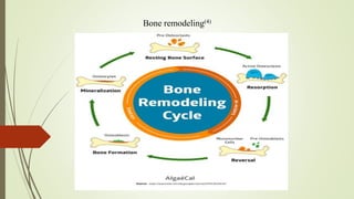 Bone remodeling(4)
 