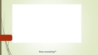 Bone remodeling(4)
 