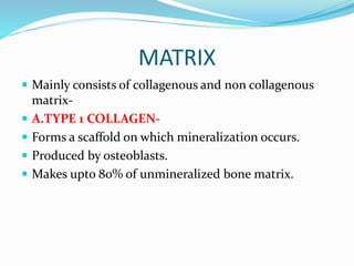 MATRIX
 Mainly consists of collagenous and non collagenous
matrix-
 A.TYPE 1 COLLAGEN-
 Forms a scaffold on which mineralization occurs.
 Produced by osteoblasts.
 Makes upto 80% of unmineralized bone matrix.
 