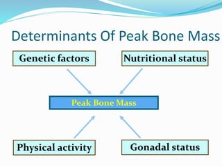 Determinants Of Peak Bone Mass
Peak Bone Mass
Physical activity Gonadal status
Nutritional statusGenetic factors
 