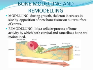 BONE MODELLING AND
REMODELLING
 MODELLING- during growth, skeleton increases in
size by apposition of new bone tissue on outer surface
of cortex.
 REMODELLING- It is a cellular process of bone
activity by which both cortical and cancellous bone are
maintained.
 
