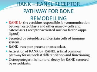 RANK – RANKL RECEPTOR
PATHWAY FOR BONE
REMODELLING
 RANK L- the cytokine responsible for communication
between osteoblasts and other marrow cells and
osteoclasts.( receptor activated nuclear factor kappa
ligand)
 Secreted by osteoblats and certain cells of immune
system.
 RANK- receptor present on osteoclast.
 Activation of RANK by RANKL is final common
pathway for osteoclast differentiation and functioning.
 Osteoprotegerin is humoral decoy for RANK secreted
by osteoblasts.
 