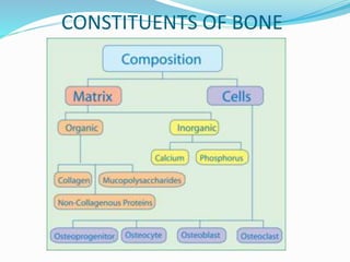 CONSTITUENTS OF BONE
 