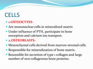 CELLS
 1.OSTEOCYTES-
 Are mononuclear cells in mineralized matrix
 Under influence of PTH, participate in bone
resorption and calcium ion transport.
 2.OSTEOBLASTS-
 Mesenchymal cells derived from marrow stromal cells.
 Responsible for mineralization of bone matrix.
 Resonsible for secretion of type 1 collagen and large
number of non collagenous bone proteins.
 