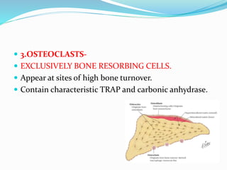  3.OSTEOCLASTS-
 EXCLUSIVELY BONE RESORBING CELLS.
 Appear at sites of high bone turnover.
 Contain characteristic TRAP and carbonic anhydrase.
 