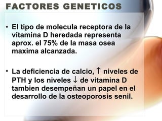 FACTORES GENETICOS El tipo de molecula receptora de la vitamina D heredada representa aprox. el 75% de la masa osea maxima alcanzada. La deficiencia de calcio,    niveles de PTH y los niveles    de vitamina D tambien desempeñan un papel en el desarrollo de la osteoporosis senil. 