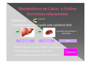 Vitamina D:
7-deshidrocolesterol (piel)-cole-calciferol (D3)
-OH -OH 1,25-diOH-Colecalciferol o
CALCITRIOL
Facilita la absorción de calcio y fósforo a nivel intestinal
Facilita la absorción de calcio a nivel renal
Facilita la liberación de calcio y fósforo a nivel óseo
Calcemia
Luz UV
Estrógenos Prolactina PTH
 
