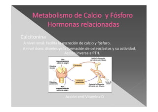 Calcitonina
A nivel renal: facilita la excreción de calcio y fósforo.
A nivel óseo: disminuye la formación de osteoclastos y su actividad.
Acción inversa a PTH.
Acción anti-Vitamina D
 