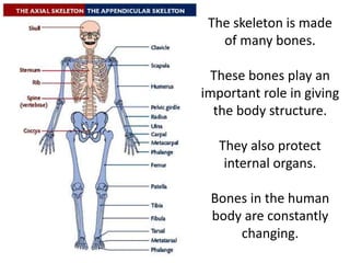 Bone Roles Osteoporosis Presentation.pptx