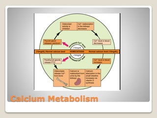 Calcium Metabolism
 