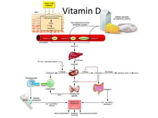 Vitamin D
 
