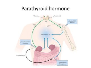 Parathyroid hormone
 